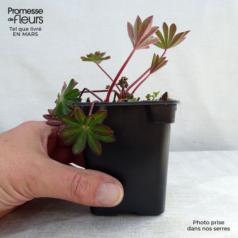 Spécimen de Lupin La Chatelaine rose en godet de 8 cm tel que livré au printemps