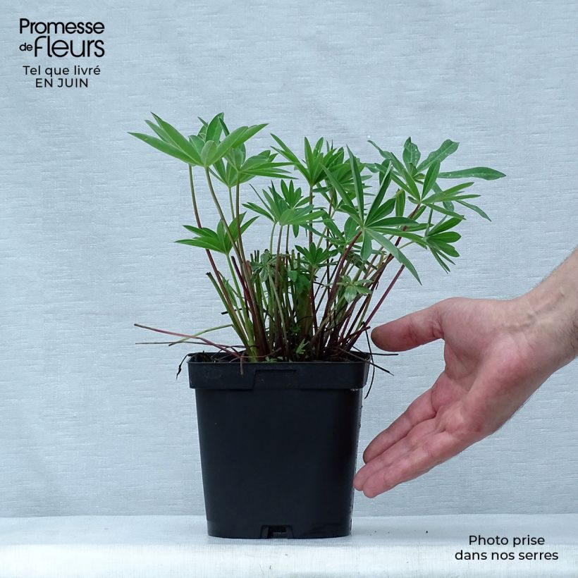 Spécimen de Lupin La Chatelaine rose Pot de 2L/3L tel que livré en été