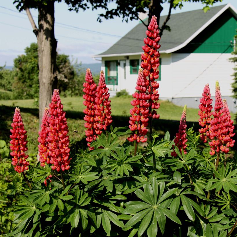 Lupin Les Pages (Floraison)