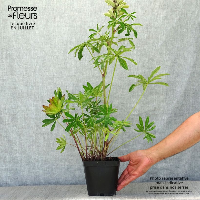 Spécimen de Lupin Mon Chateau (My Castle) rouge Pot de 2L/3L tel que livré en été