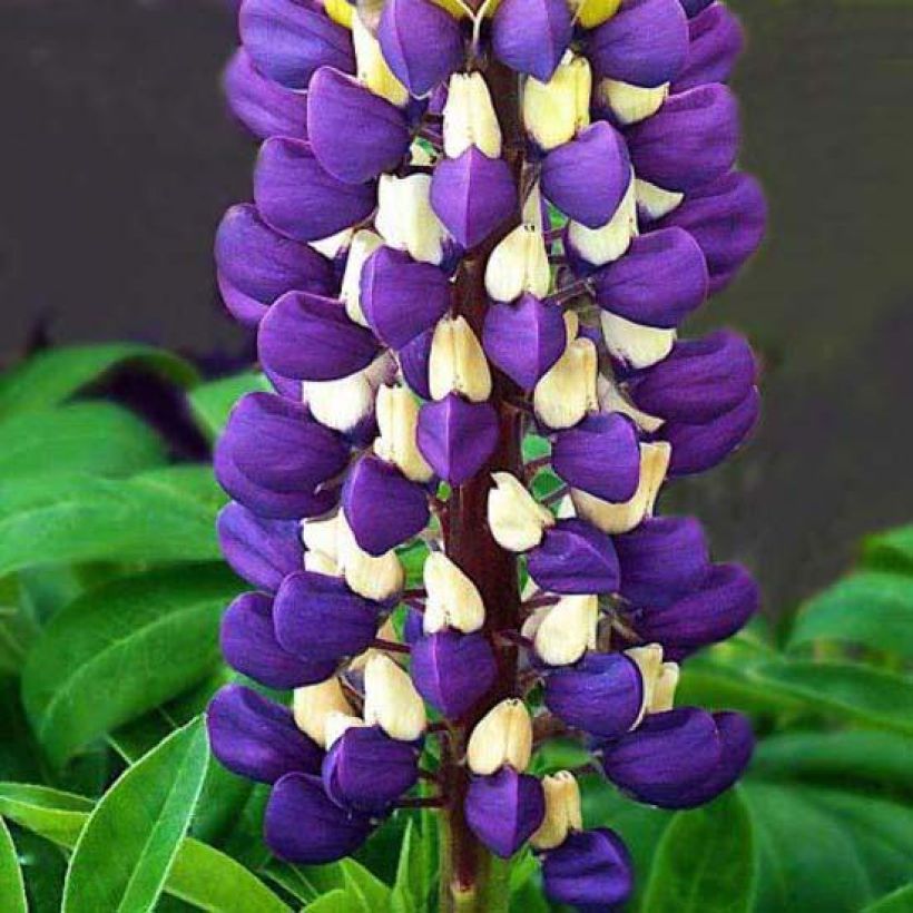 Lupin Purple Emperor - Lupin hybride (Floraison)
