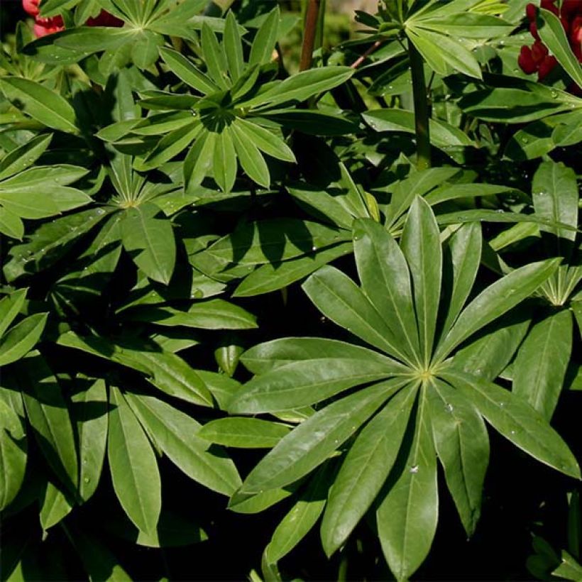 Lupin West Country Polar Princess blanc (Feuillage)