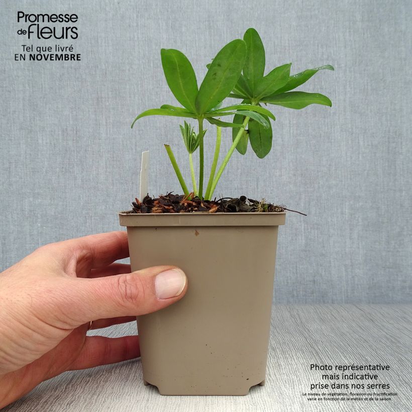Spécimen de Lupin West Country Polar Princess blanc Pot de 10 cm/11cm tel que livré en automne