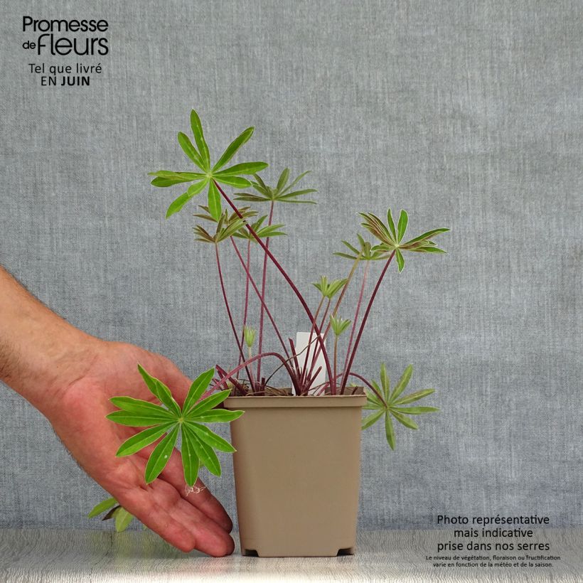 Spécimen de Lupin West Country Red Rum rose-rouge et blanc. Pot de 10 cm/11cm tel que livré en été