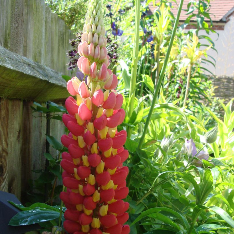 Lupin West Country Tequila Flame rouge et jaune (Floraison)