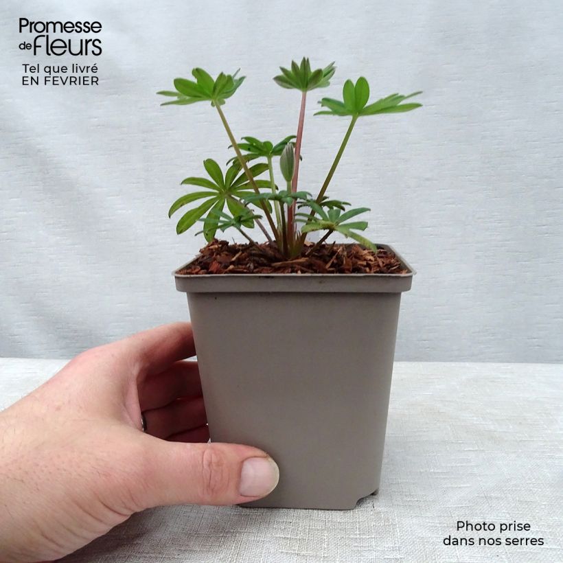 Spécimen de Lupin West Country Towering Inferno rouge-orangé Pot de 10 cm/11cm tel que livré en hiver