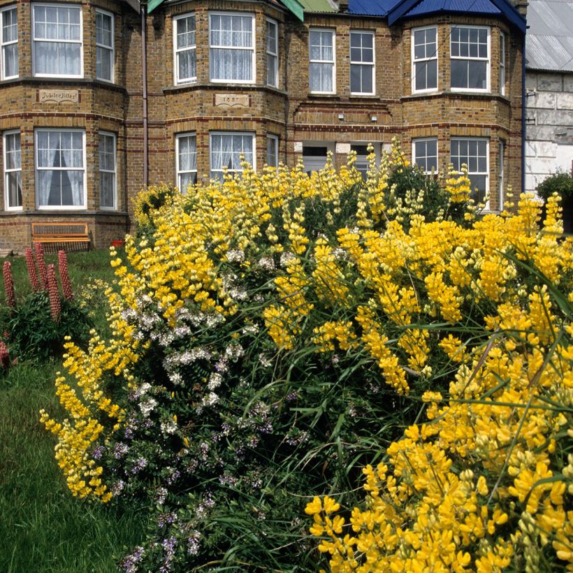 Lupin arboreus (Port)