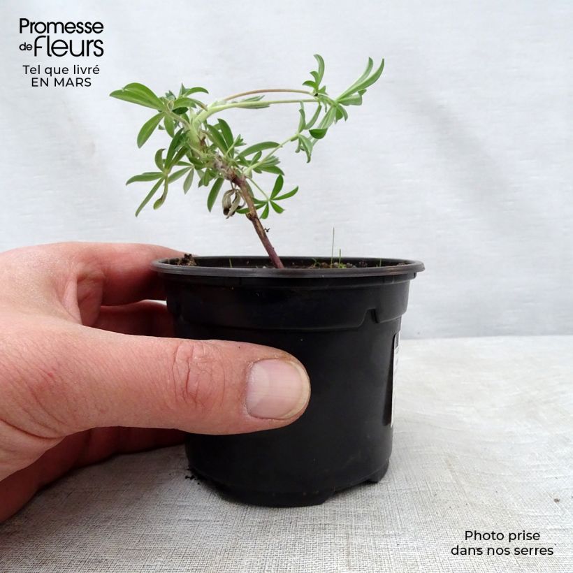 Spécimen de Lupin arboreus jaune en godet de 7/8cm tel que livré au printemps