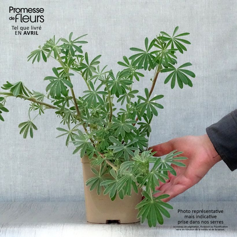 Spécimen de Lupin arboreus en pot de 2 litres tel que livré au printemps