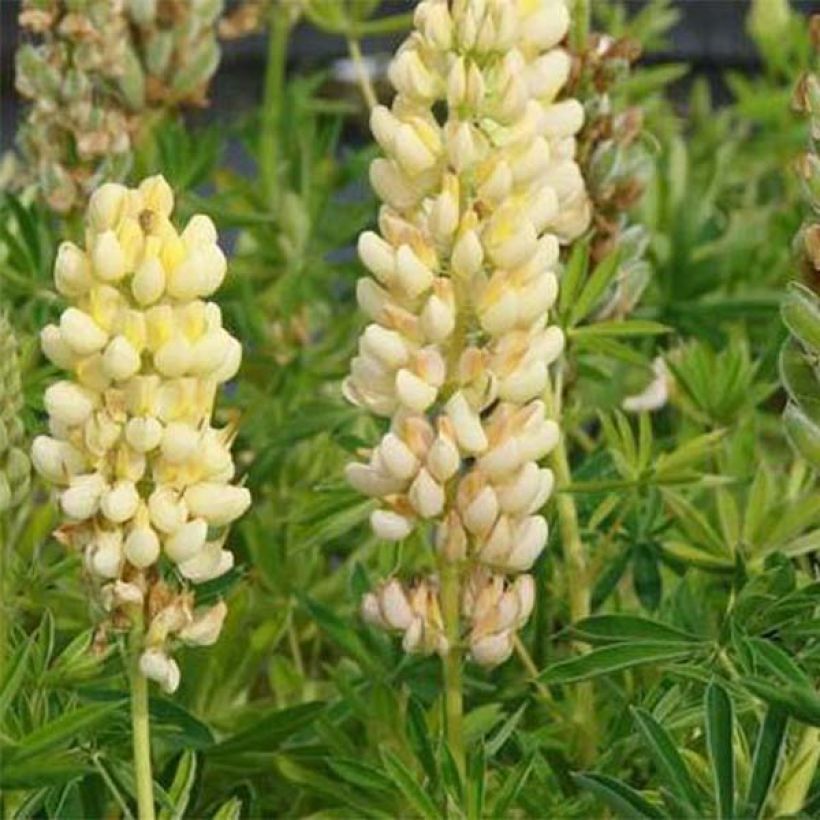 Lupin Le Chandelier jaune (Floraison)