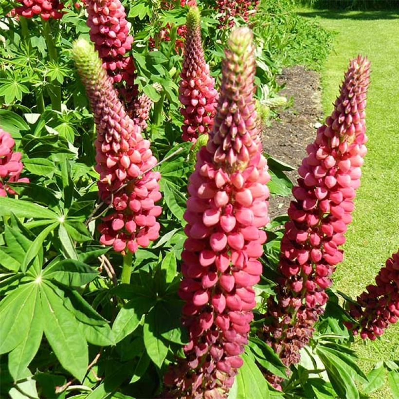 Lupin Mon Chateau (My Castle) rouge (Floraison)