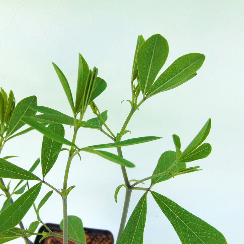 Lupin indigo - Baptisia Purple Smoke (Feuillage)