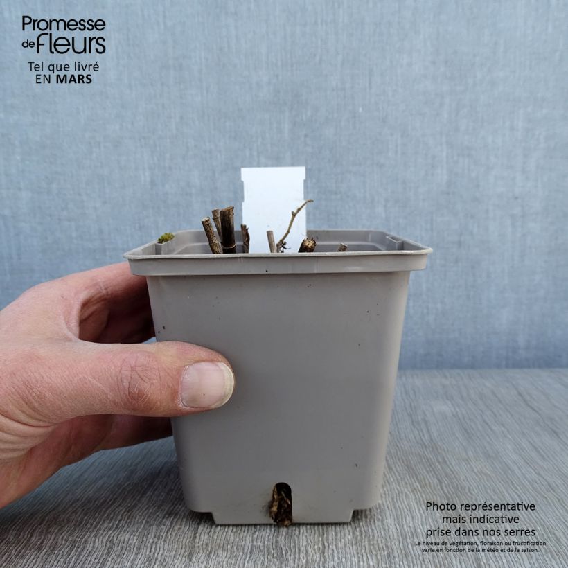 Spécimen de Lupin indigo - Baptisia Purple Smoke Pot de 1L/1.5L tel que livré en hiver
