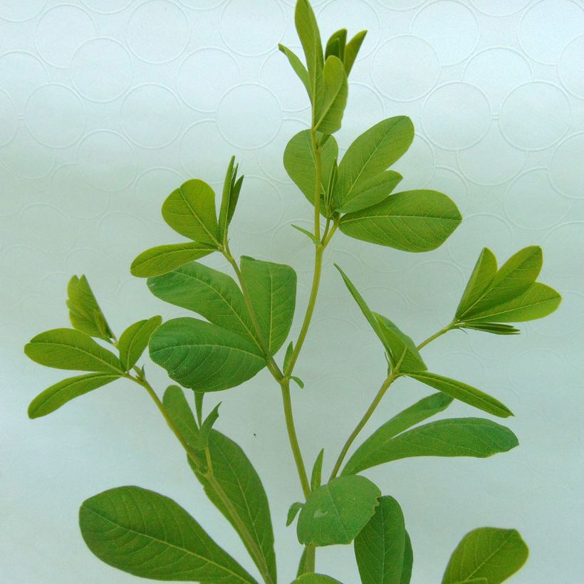 Lupin indigo, Baptisia australis (Feuillage)