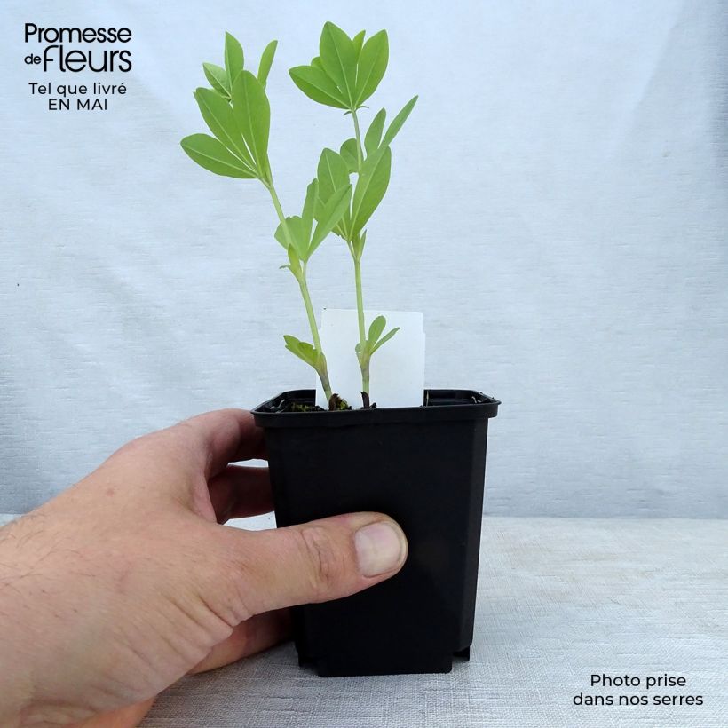 Spécimen de Lupin indigo, Baptisia australis Godet de 9cm tel que livré au printemps