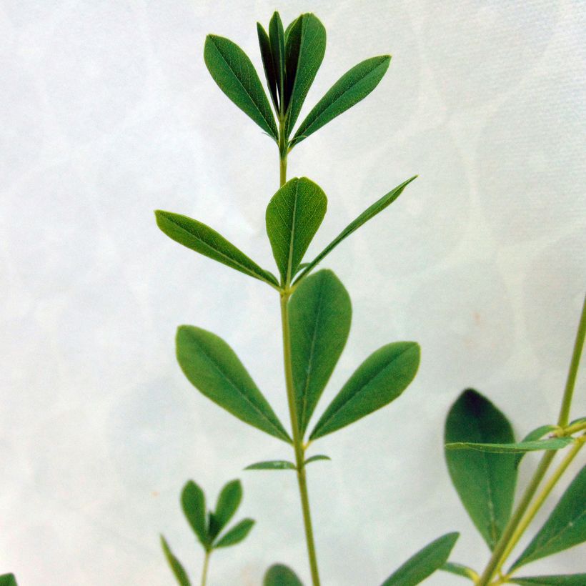 Lupin indigo - Baptisia australis Alba (Feuillage)