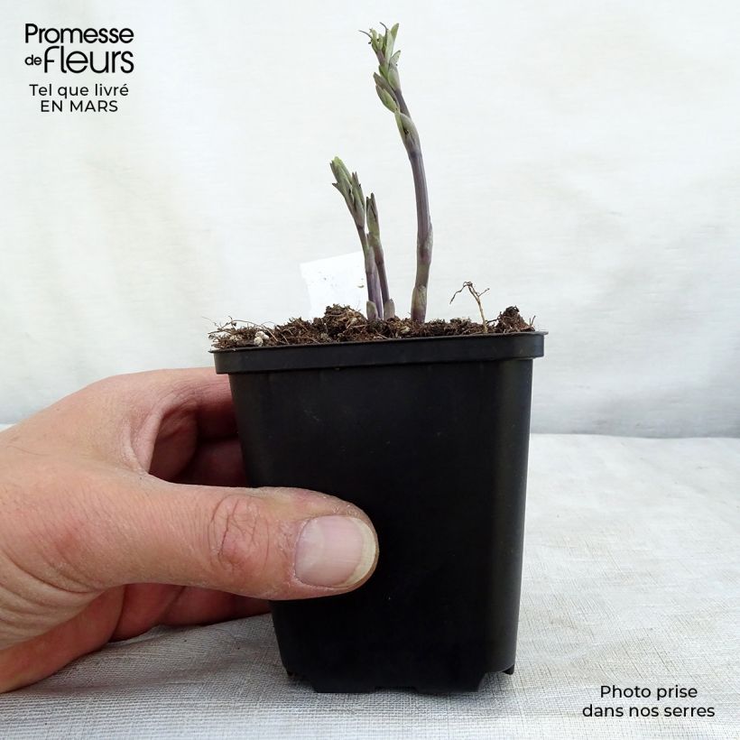 Spécimen de Lupin indigo - Baptisia australis Alba Godet de 9cm tel que livré au printemps