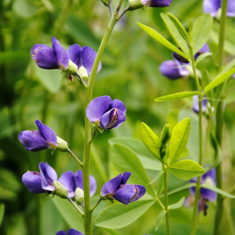 Lupin indigo, Baptisia australis (Floraison)