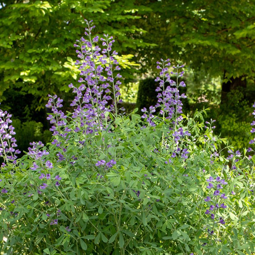 Lupin indigo, Baptisia australis (Port)