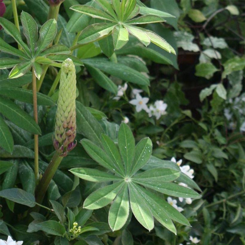 Lupin West Country Masterpiece (Feuillage)