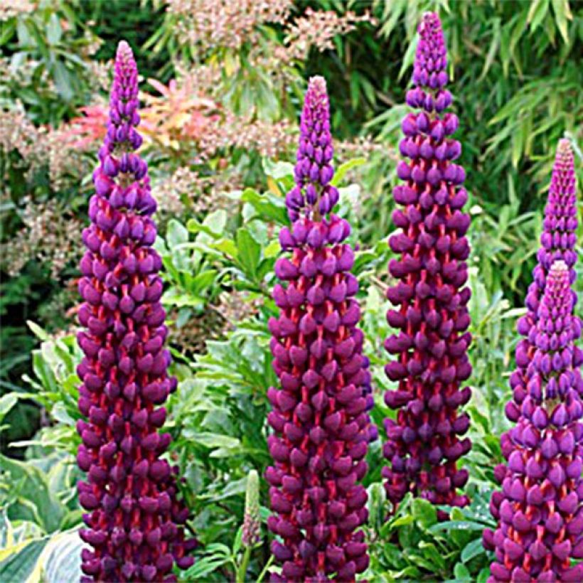 Lupin West Country Masterpiece (Floraison)