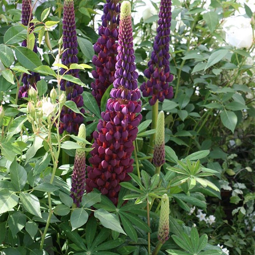 Lupin West Country Masterpiece (Port)