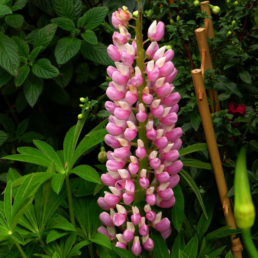 Lupin Minaret (Minarette) (Floraison)