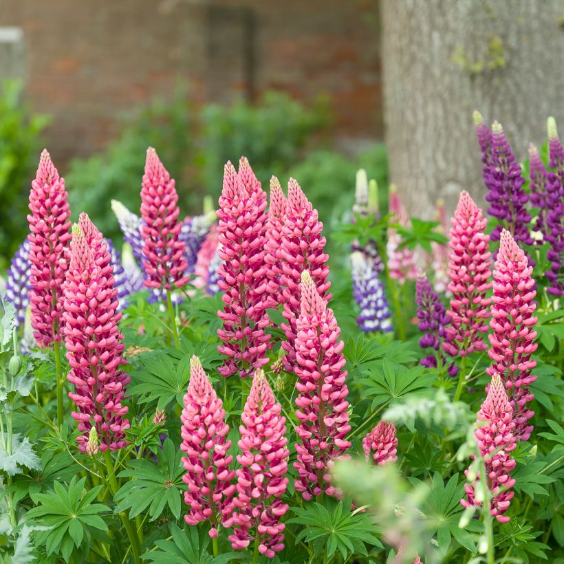 Lupin Minaret (Minarette) (Port)