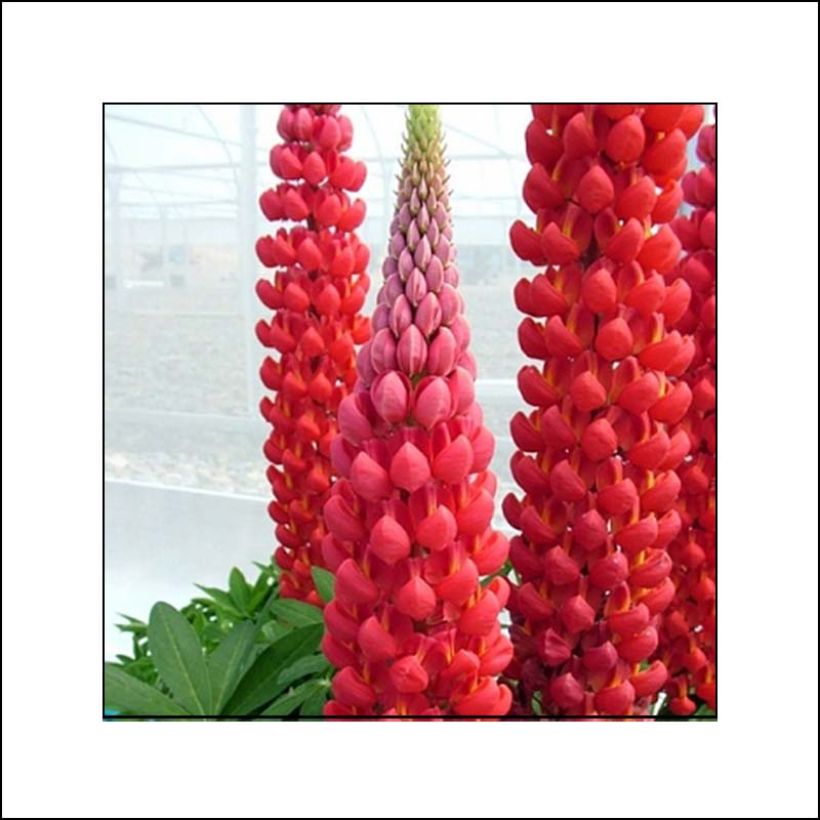 Lupin West Country Red Rum rose-rouge et blanc. (Floraison)