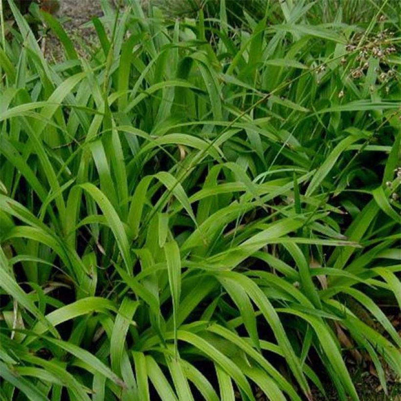 Luzula sylvatica - Luzule des bois (Feuillage)