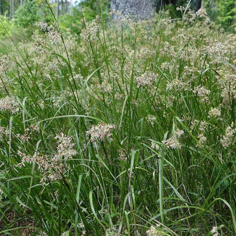 Luzula sylvatica - Luzule des bois (Floraison)