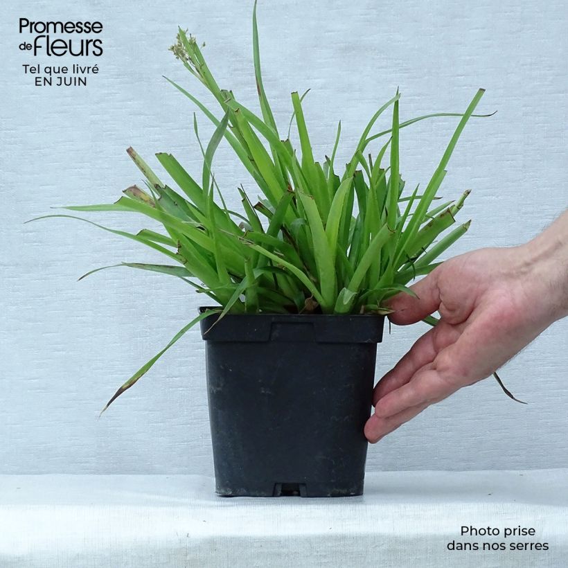 Spécimen de Luzula sylvatica - Luzule des bois Pot de 2L/3L tel que livré en été