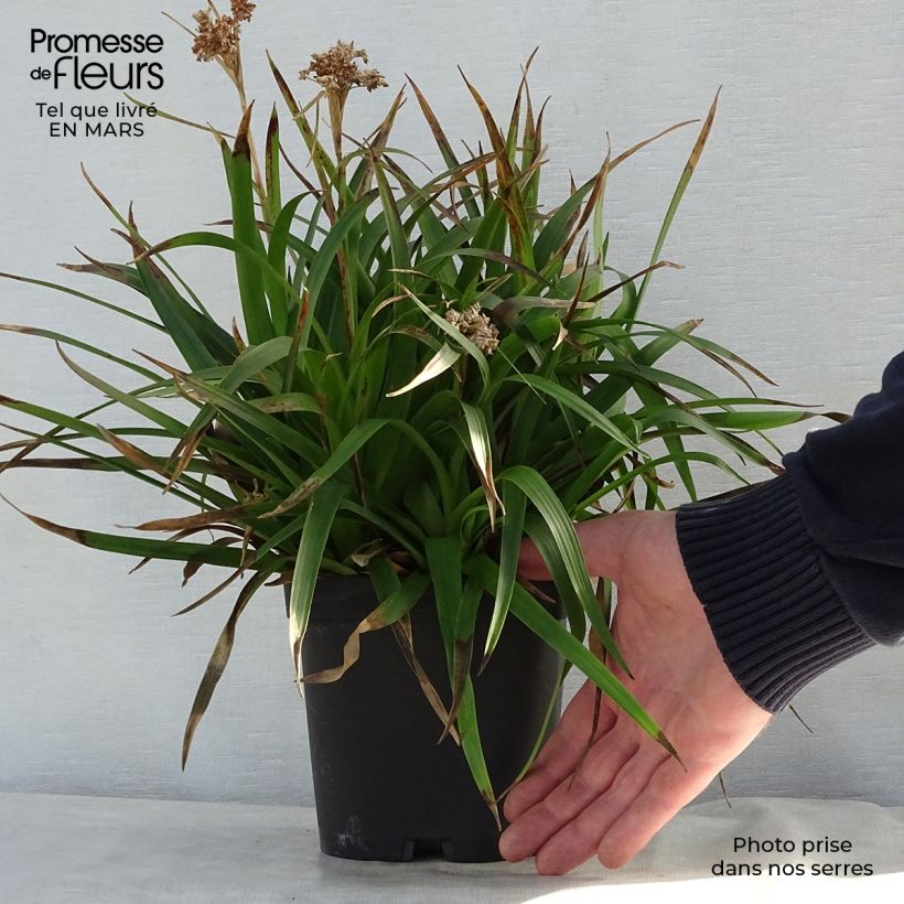 Spécimen de Luzula sylvatica - Luzule des bois en pot de 2/3 litres tel que livré au printemps