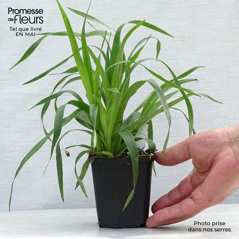 Spécimen de Luzula sylvatica - Luzule des bois en godet de 9 cm tel que livré au printemps