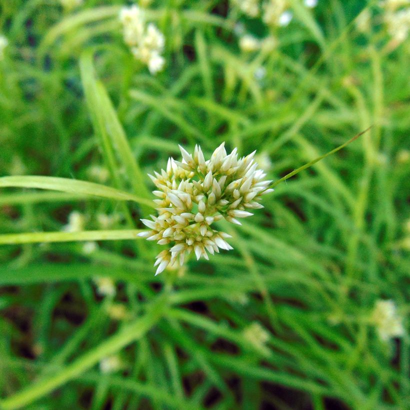 Luzule blanche - Luzula nivea (Floraison)