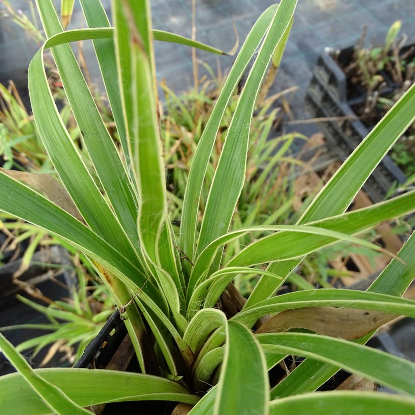 Luzule des bois - Luzula sylvatica Marginata (Feuillage)