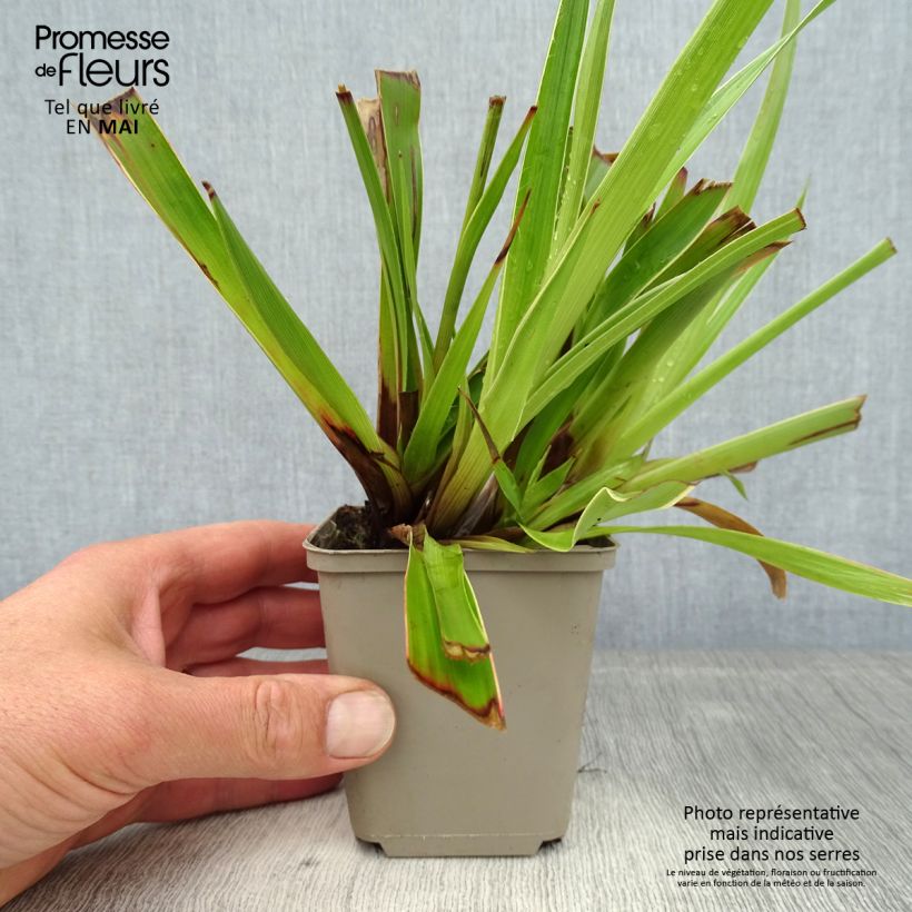 Spécimen de Luzule des bois - Luzula sylvatica Marginata en godet de 9 cm tel que livré au printemps