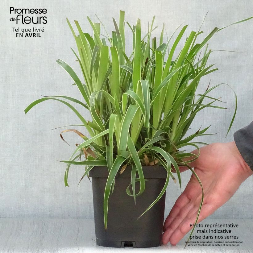 Spécimen de Luzule des bois - Luzula sylvatica Marginata en pot de 2/3 litres tel que livré au printemps