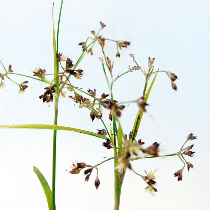 Luzule des bois- Luzula sylvatica Solar Flare (Floraison)