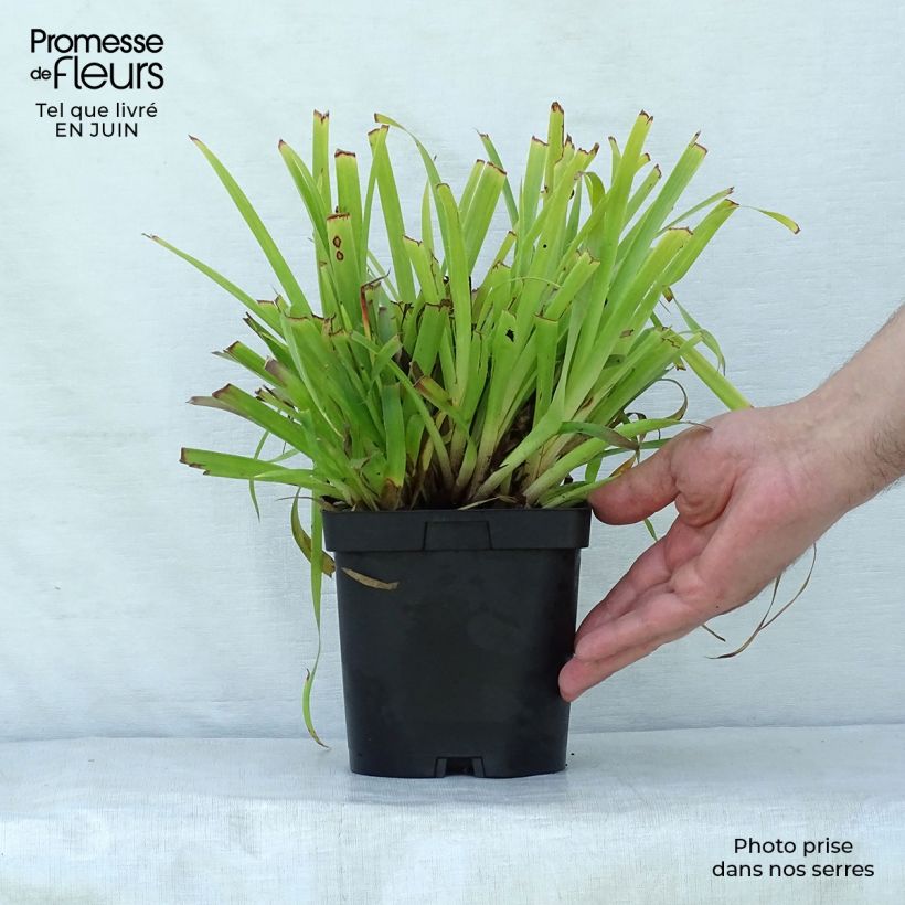 Spécimen de Luzule des bois- Luzula sylvatica Solar Flare Pot de 2L/3L tel que livré en été