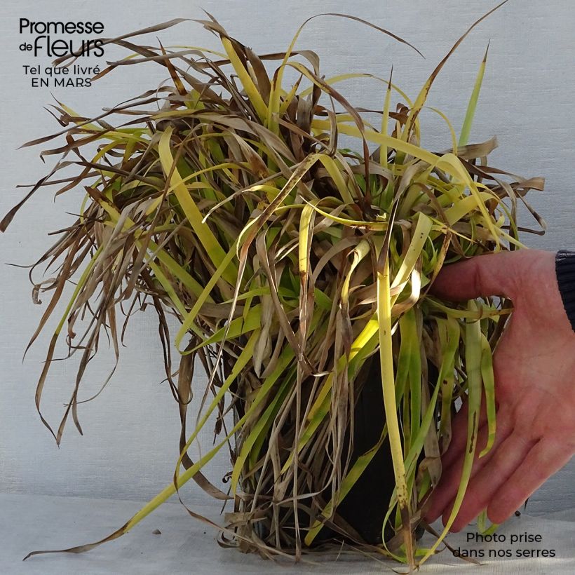 Spécimen de Luzule des bois- Luzula sylvatica Solar Flare en pot de 2/3 litres tel que livré au printemps