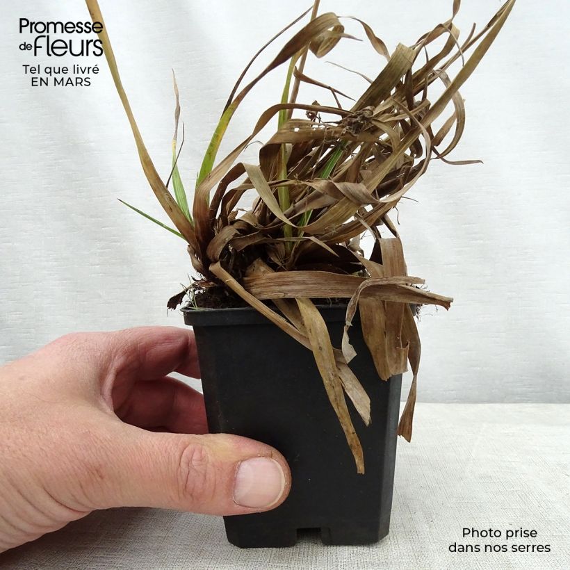 Spécimen de Luzule des bois - Luzula sylvatica Surprise Godet de 9cm tel que livré au printemps