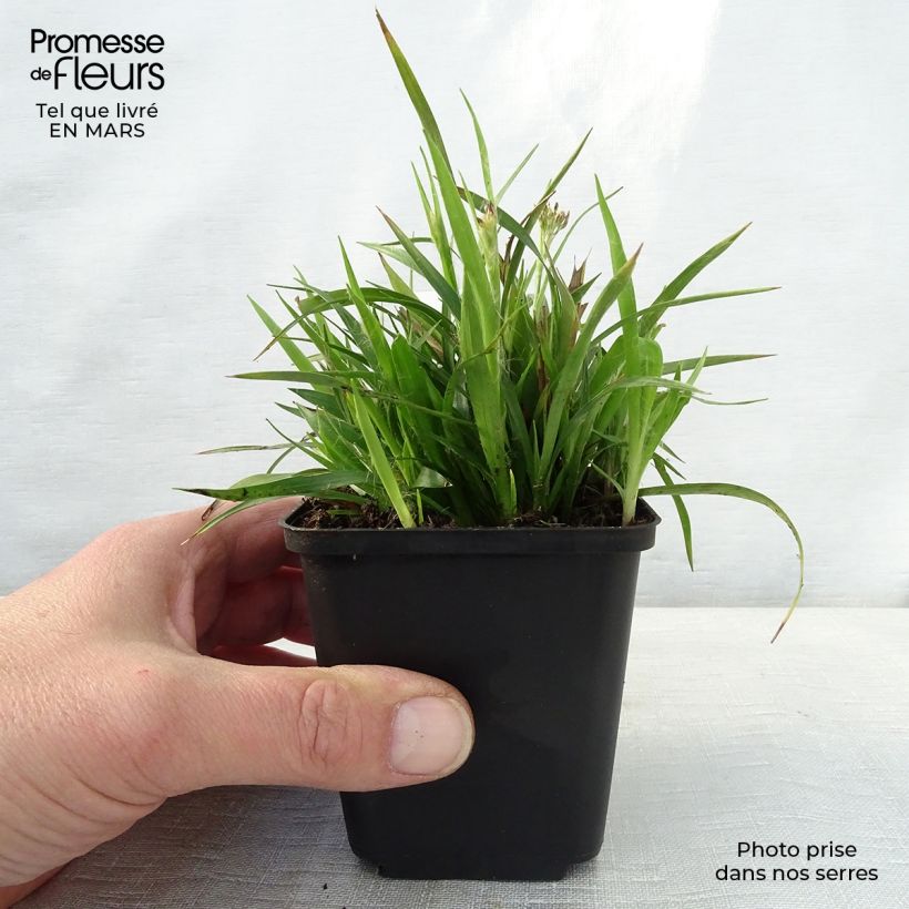 Spécimen de Luzule printanière - Luzula pilosa Godet de 9cm tel que livré au printemps