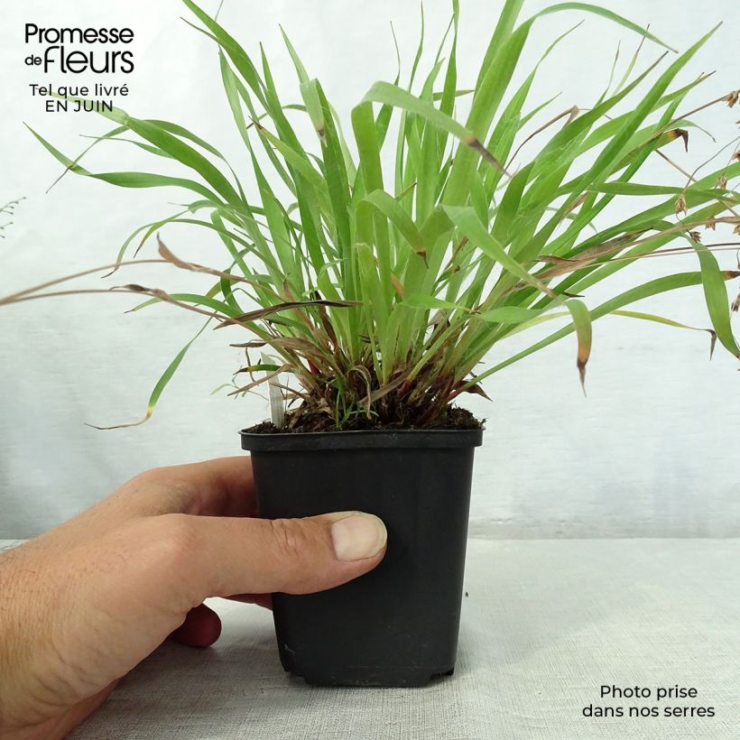 Spécimen de Luzule printanière - Luzula pilosa Godet de 8/9 cm tel que livré en été