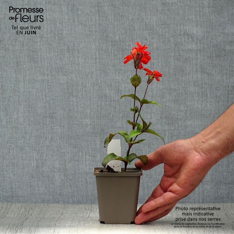 Spécimen de Lychnis Arkwrightii Vesuvius Godet de 8/9 cm tel que livré en été