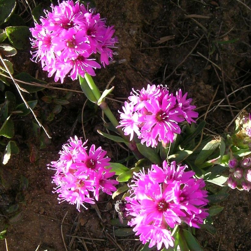 Lychnis alpina - Lychnis des Alpes - Silene suecica - Viscaria alpina (Floraison)