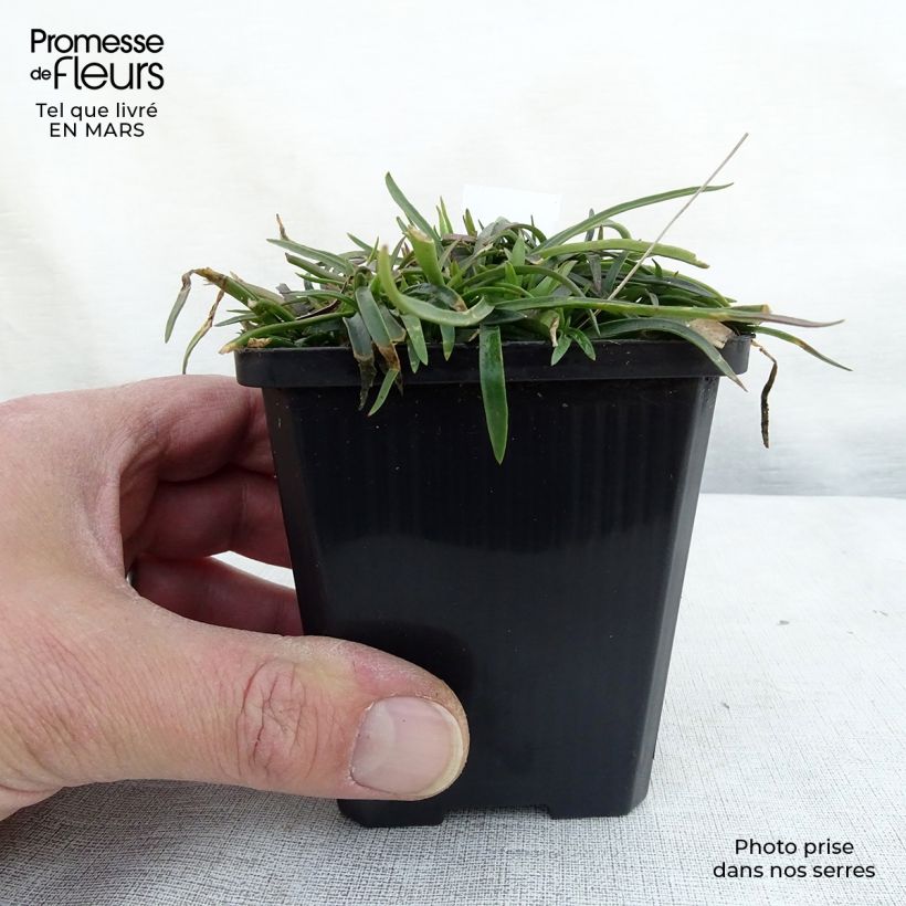 Spécimen de Lychnis alpina - Lychnis des Alpes - Silene suecica - Viscaria alpina Godet de 9cm tel que livré au printemps