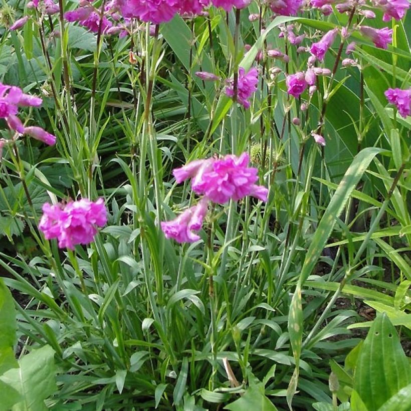 Lychnis alpina Rosea- Lychnis des Alpes Rosea - Silene suecica - Viscaria alpina (Feuillage)