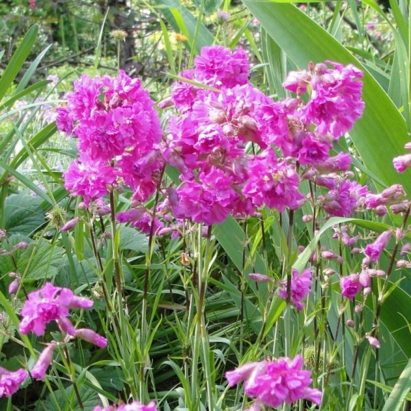 Lychnis alpina Rosea- Lychnis des Alpes Rosea - Silene suecica - Viscaria alpina (Floraison)