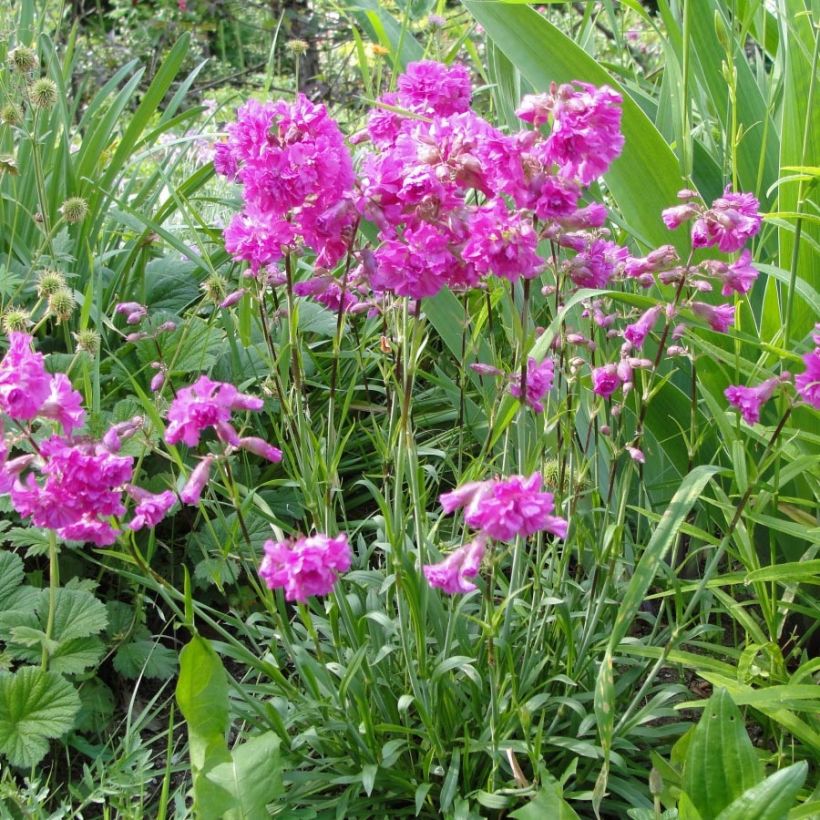 Lychnis alpina Rosea- Lychnis des Alpes Rosea - Silene suecica - Viscaria alpina (Port)